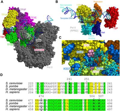 Modeling DNA Opening in the Eukaryotic Transcription Initiation Complexes via Coarse-Grained Models